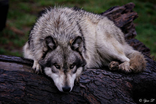 a wolf on a wet log