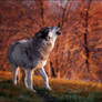 howl at sundown