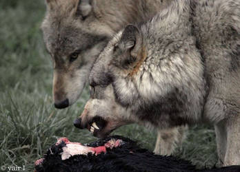 wolf dominance