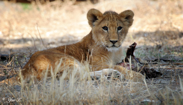 lion cub 2