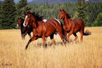 galloping by Yair-Leibovich