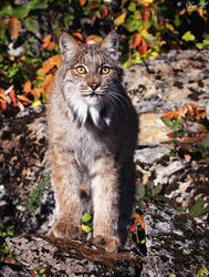 canadian lynx