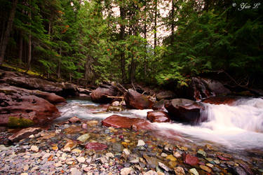 forest river