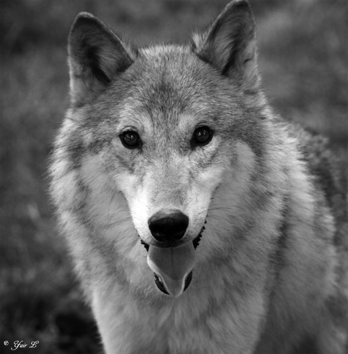 A WOLF PORTRAIT 2