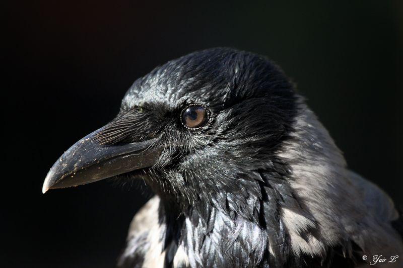 crow close up