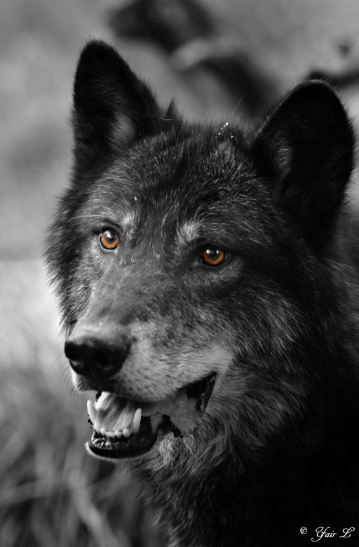 black wolf portrait