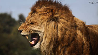 angry lion