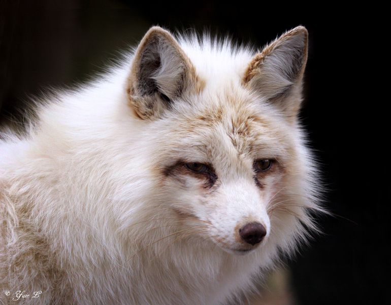 white fox