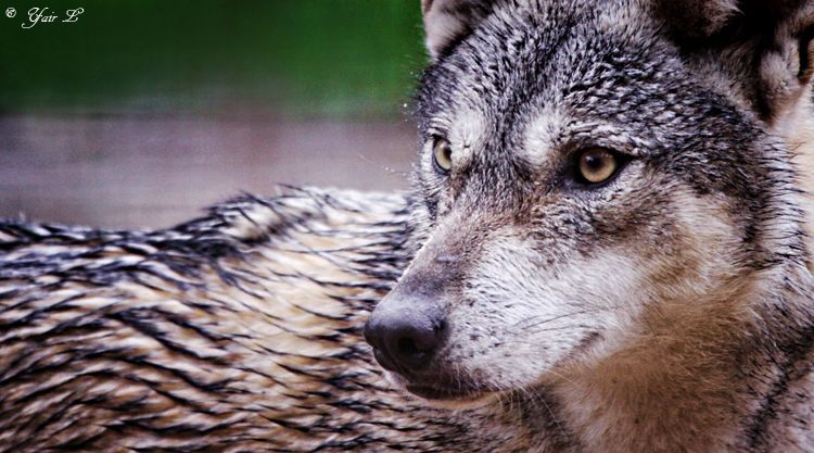 Gray Wolf Up Close