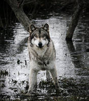 wolf muddy games