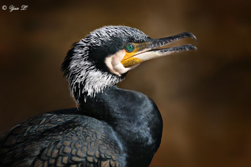 Great Cormorant