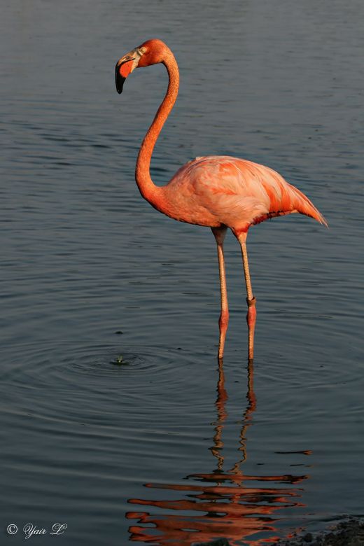 Flamingo Ripples