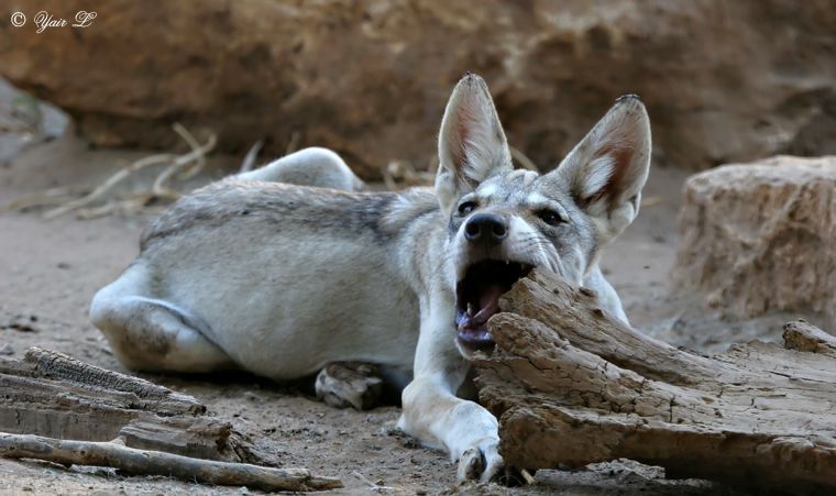 sharking wolf pup