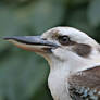 Kookaburra