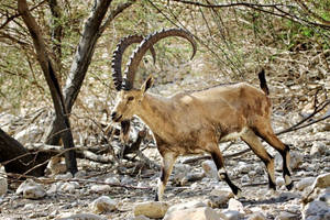 nubian ibex