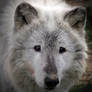 GREY WOLF SAD EYES