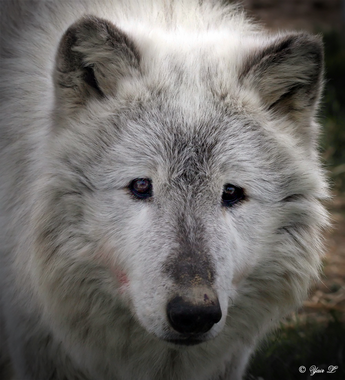 GREY WOLF SAD EYES