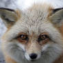 red fox v2