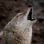 Coyote Howl