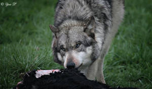 feeding wolf