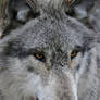 Wolf Up Close