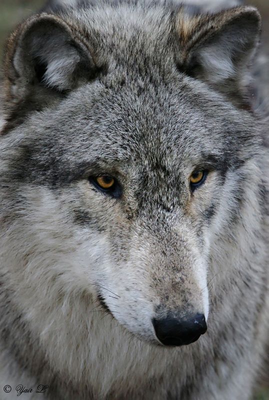 Wolf Up Close