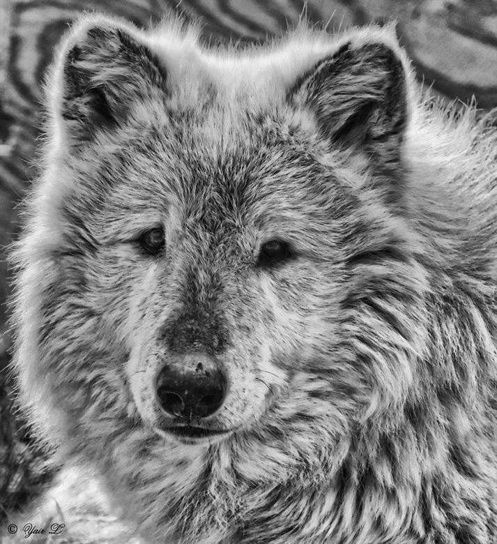 Gray Wolf portrait