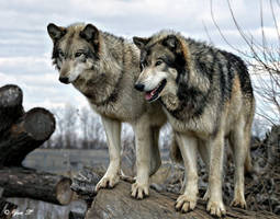 A PAIR OF WOLVES