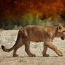 lion cub 2