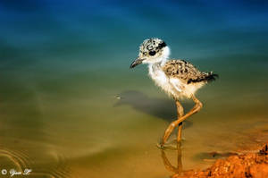 young Spur winged Lapwing by Yair-Leibovich