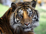 sumatran tiger by Yair-Leibovich