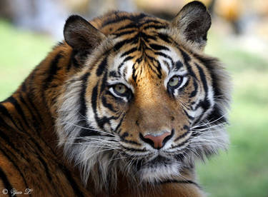 sumatran tiger