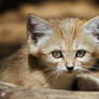 sand cat