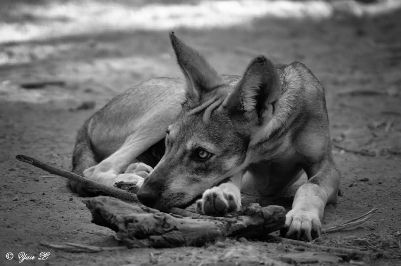 wolf pup