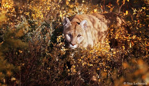 mountain lion hunting