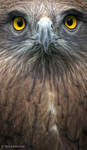 intense eagle by Yair-Leibovich