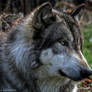 WOLF PORTRAIT 2