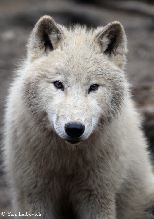 arctic wolf