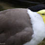 masked lapwing