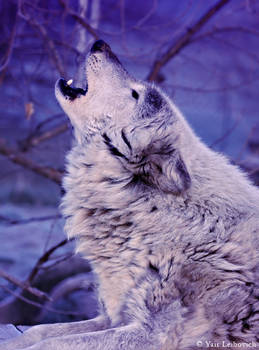 wolf blue howl