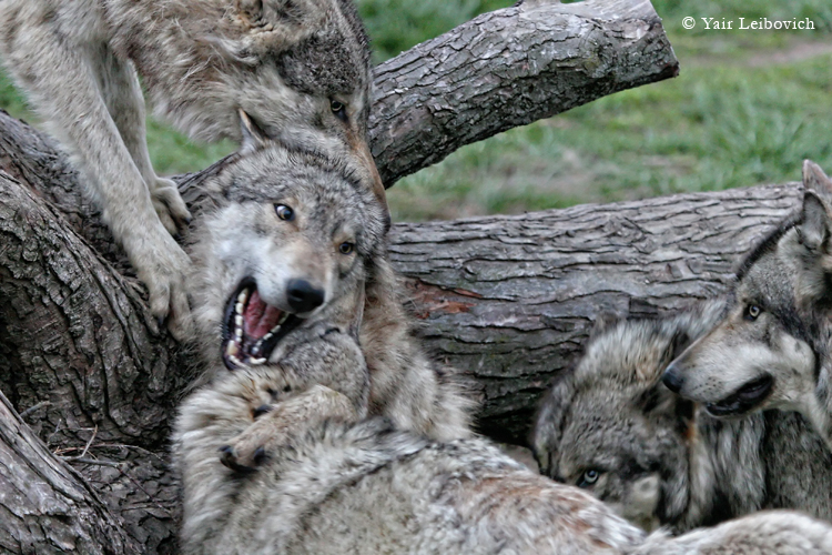 wolves  eruption