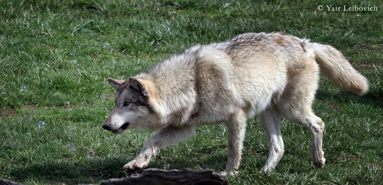 wolf chasing bubbles