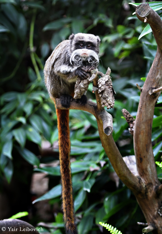 Emperor tamarin