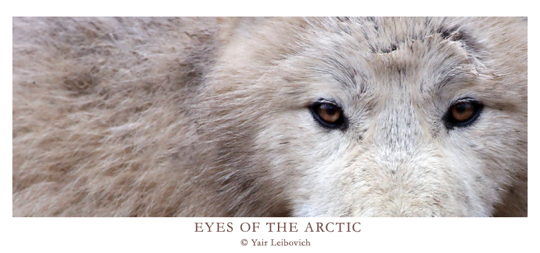 EYES OF THE ARCTIC