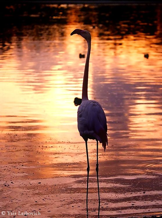 proud flamingo