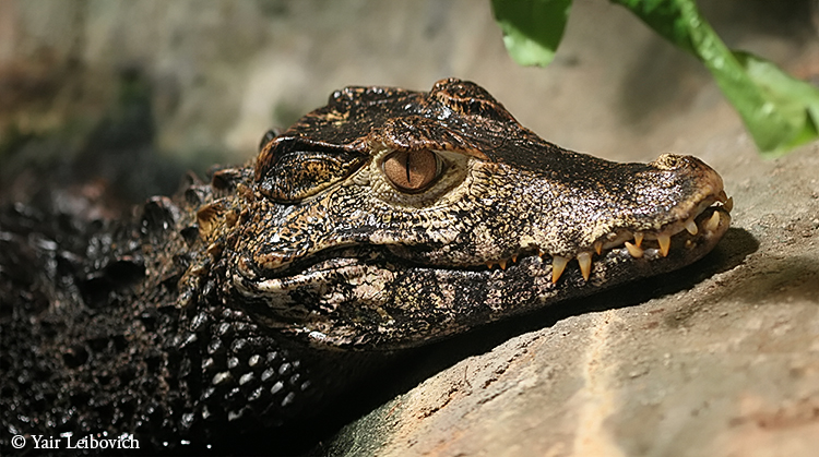 dwarf caiman