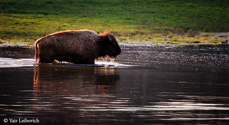 bison crossing the river