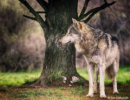 wolf hdr