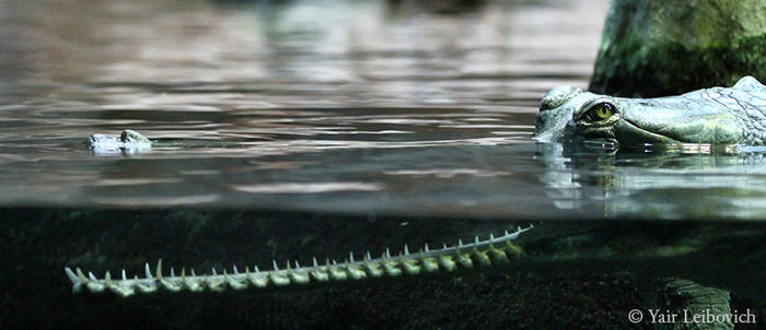 Gharial