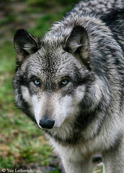 wet wolf portrait